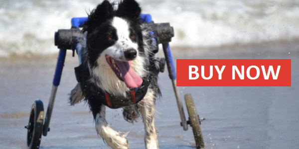 Walkin' Wheels dog wheelchair buy now
