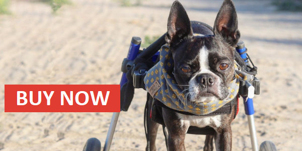 Boston Terrier dog wheelchair