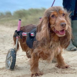 Disabled Cocker Spaniel takes wheelchair to the beach
