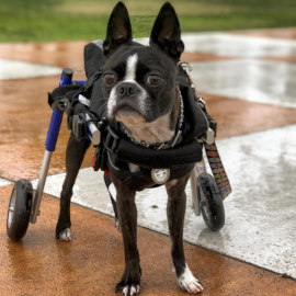 Disabled Boston Terrier plays outside in Walkin' Wheels dog wheelchair