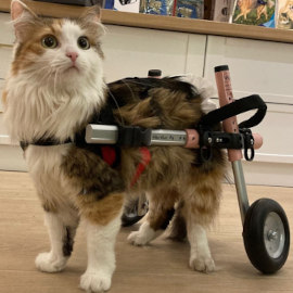 Disabled cat walks in new wheelchair