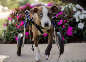 Handicapped rescue puppy tries out wheelchair for first time