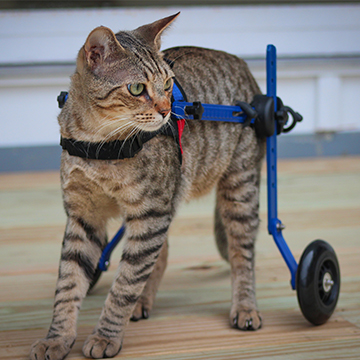 Arthritic cat walks with help of cat wheelchair