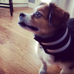 Beagle wears e-collar alternative post operatively 