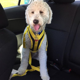 Dog uses car safety harness