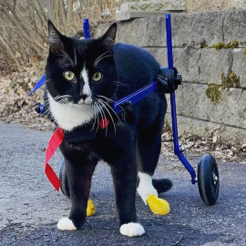 Disabled cat in mini wheelchair