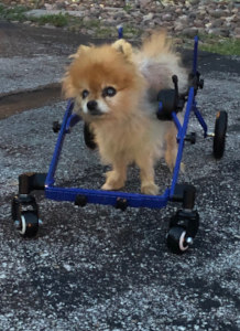 Senior Pomeranian uses a full support dog wheelchair to walk