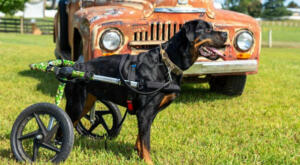 Rottweiler in dog wheelchairs