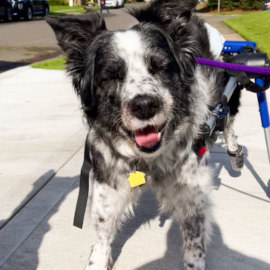 Border Collie walks in dog wheelchair