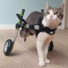 Cat wheelchair for paralyzed feline