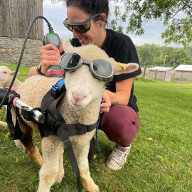 Veterinarian treats disabled sheep with laser therapy