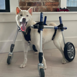 Large white dog uses full support dog wheelchair