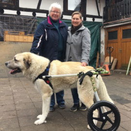 Large dog in wheelchair with his owners