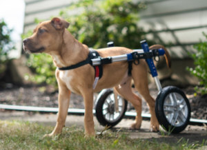 Disabled puppy goes outside to play in new wheelchair