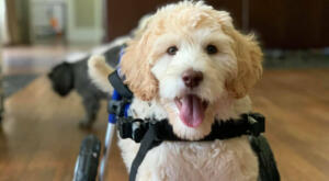 Disabled puppy moves to new house