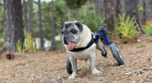 Disabled pug in wheelchair enjoys his backyard