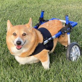 Corgi wheelchair for disabled corgi
