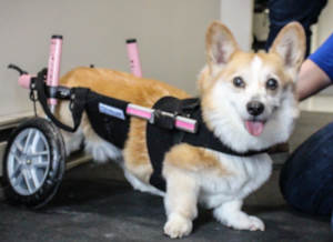 Corgi with IVDD gets new dog wheelchair