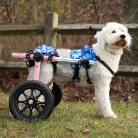 Dog lifting harness for Walkin' Wheels dog wheelchair