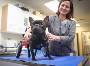 French Bulldog with IVDD wheelchair is checked by vet