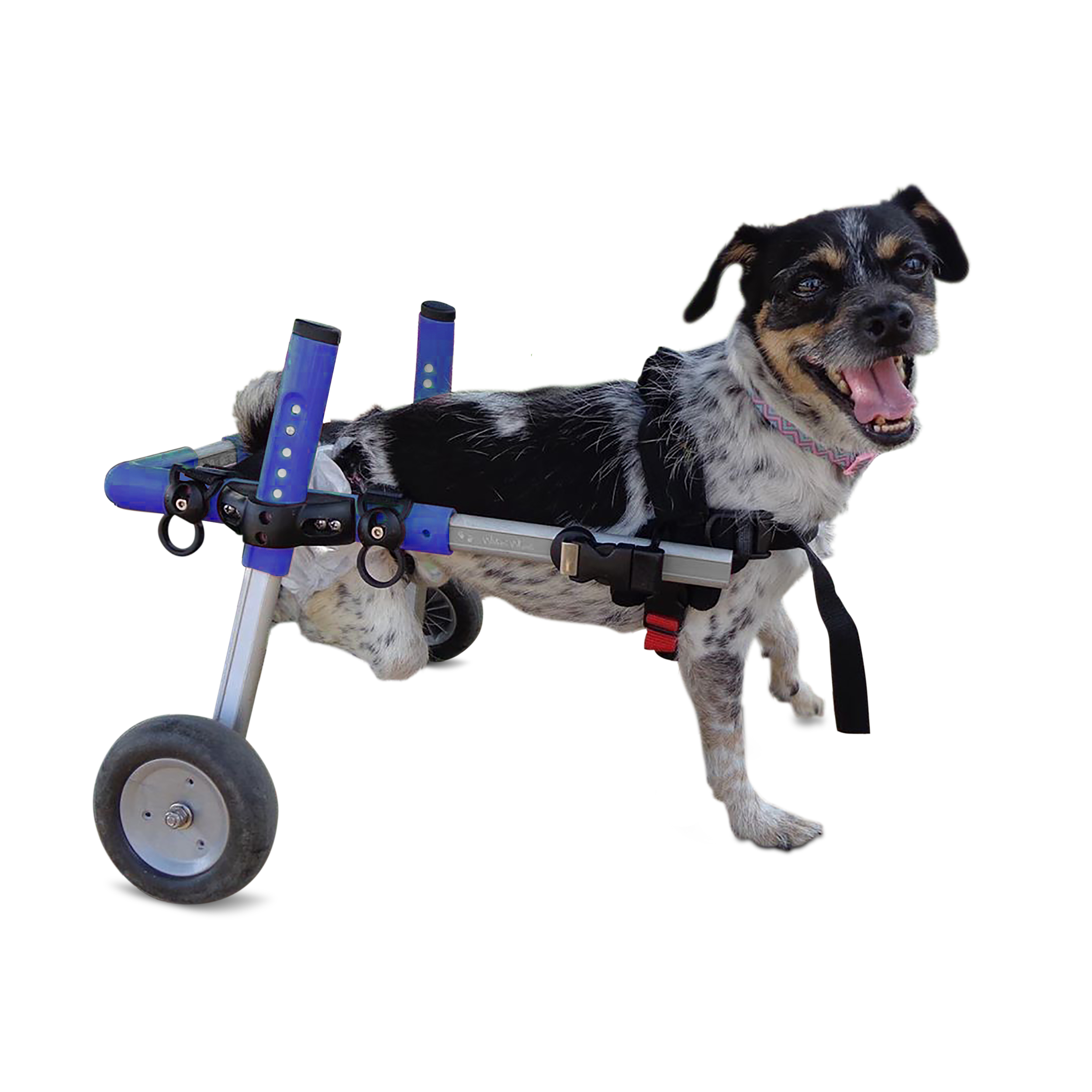 Small Walkin' Wheels dog wheelchair