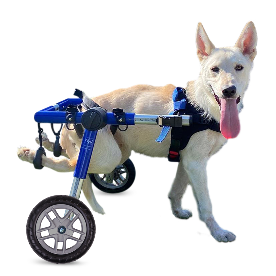 Medium Walkin' Wheels dog wheelchair with 8" wheels