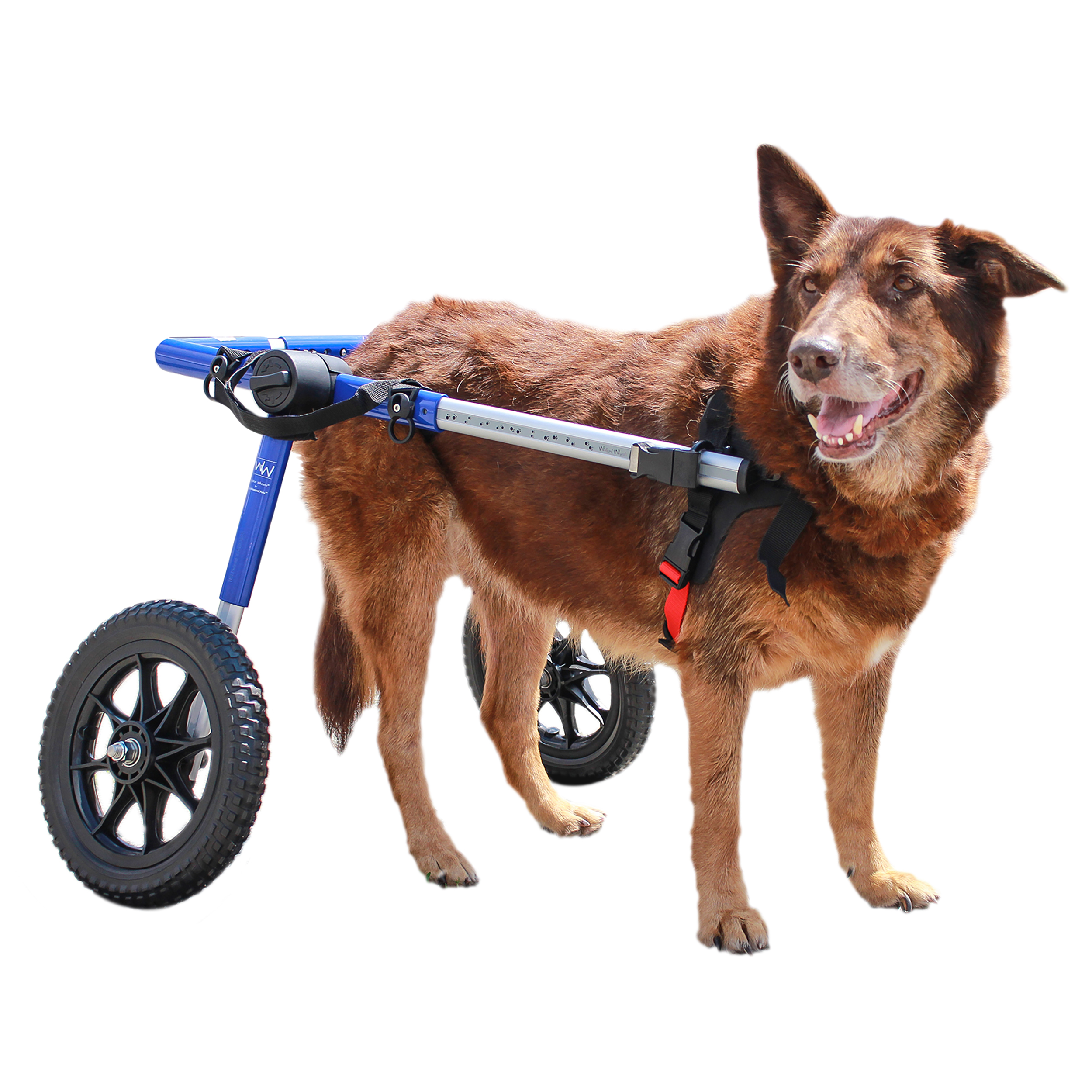 Large Walkin' Wheels dog wheelchair with 12" wheels
