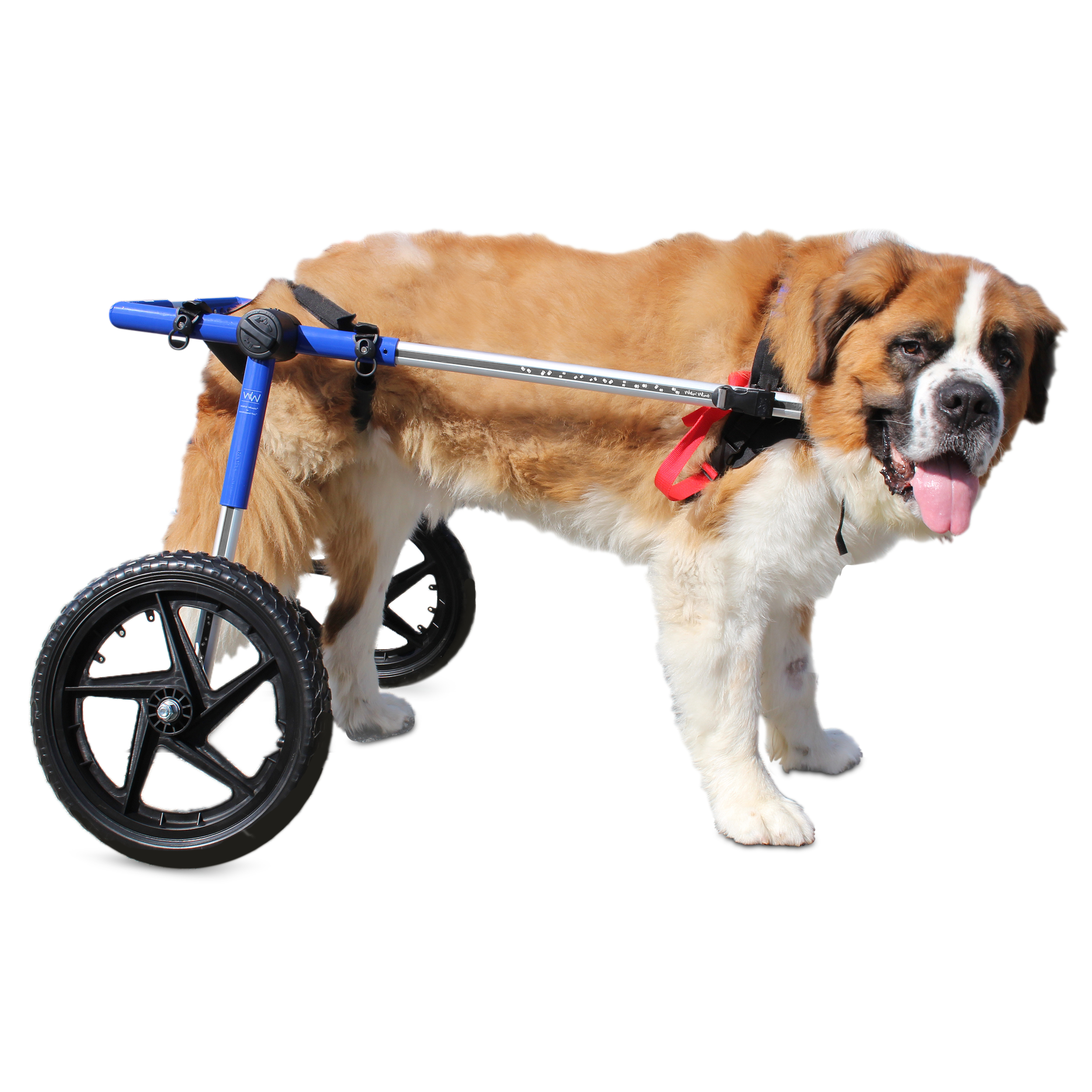 Large Walkin' Wheels dog wheelchair with 16" wheels