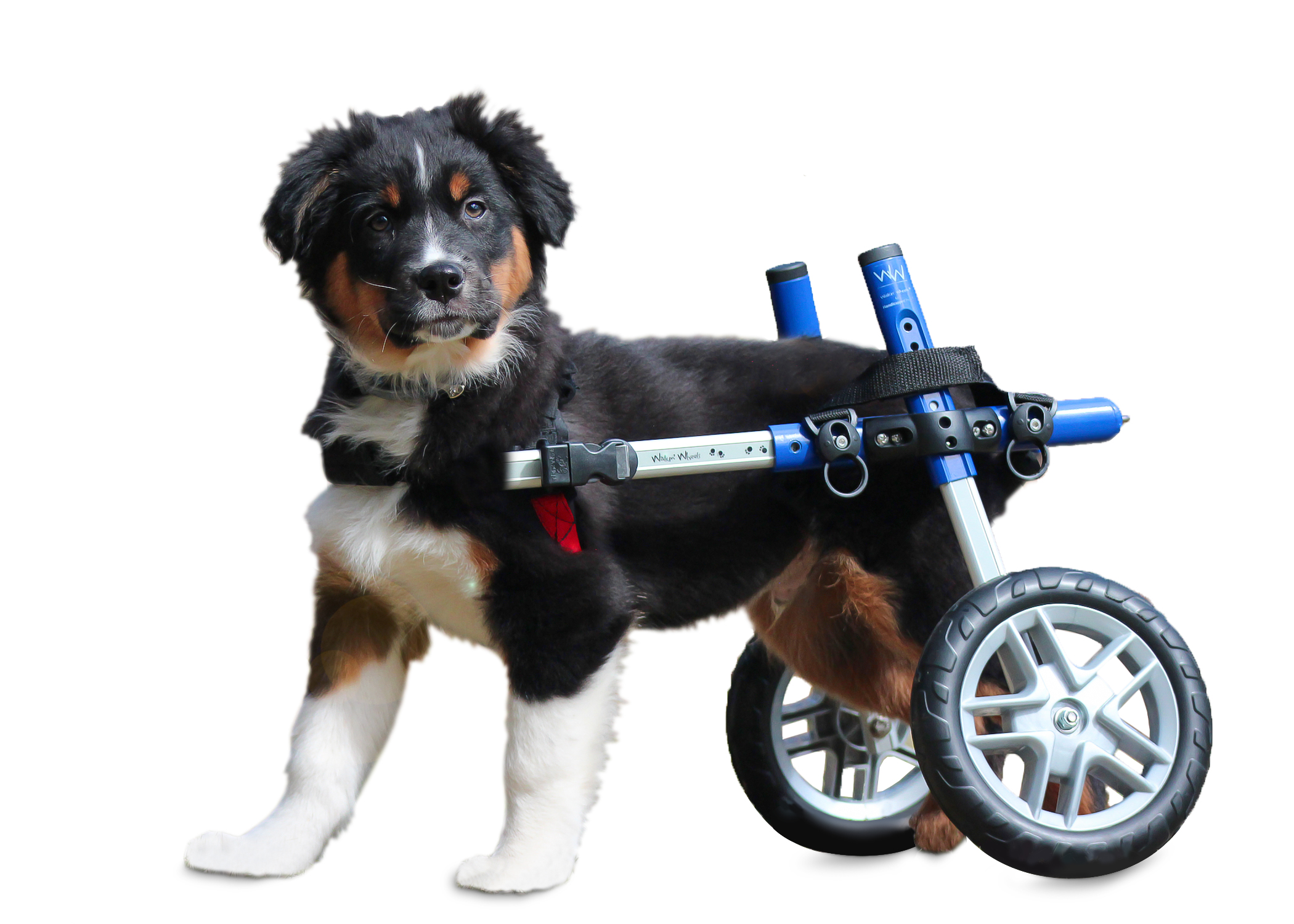 Small Walkin' Wheels dog wheelchair