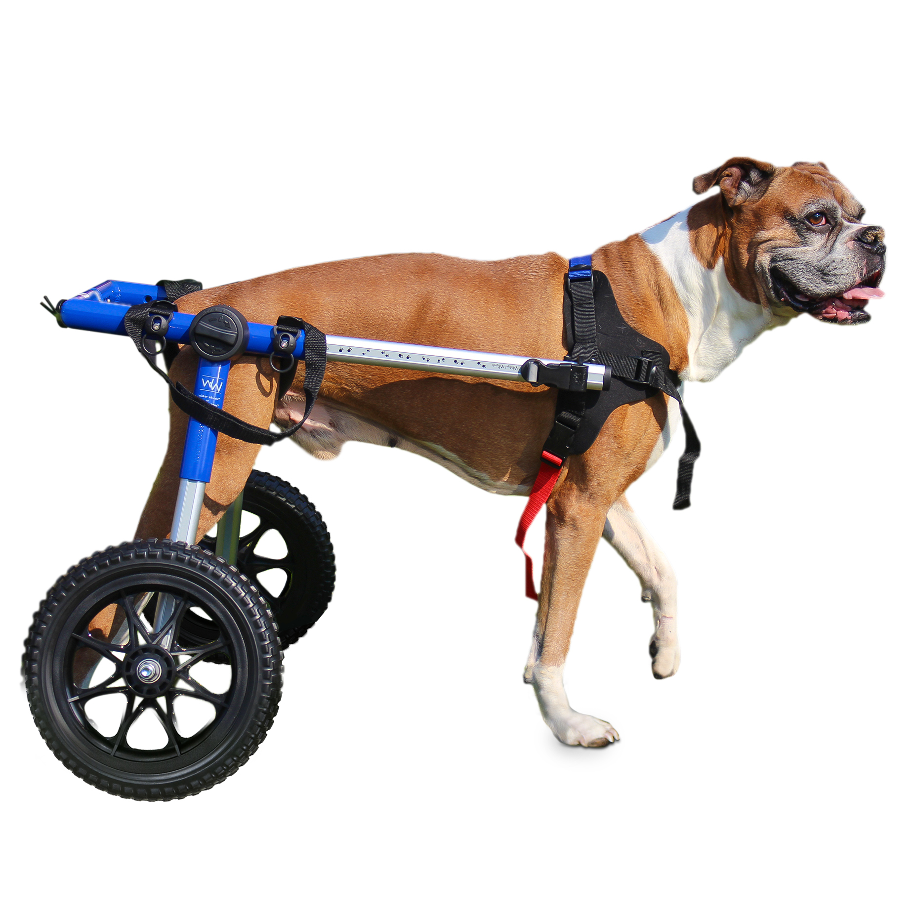 Medium/Large dog wheelchair with 12" wheels