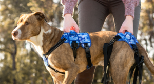 Lifting harness to pick up big dog