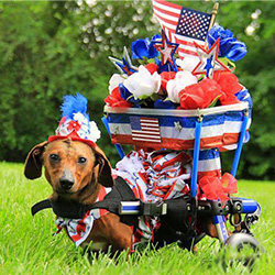 Disabled dachshund dresses her wheelchair for July 4th