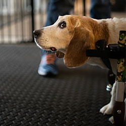 Wilson walks in his dog wheelchair during rehab