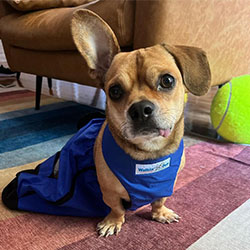 Small paralyzed dog wears drag bag inside house