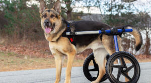 German Shepherd walks in dog wheelchair