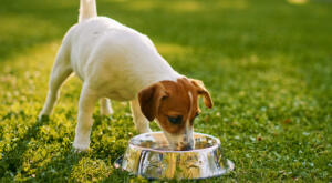 Jack Russell Terrier drinks from water bowl