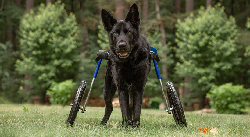 German Shepherd with Degenerative Myelopathy walks in wheelchair