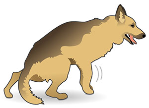German Shepherd early sign of mobility loss with difficulty standing