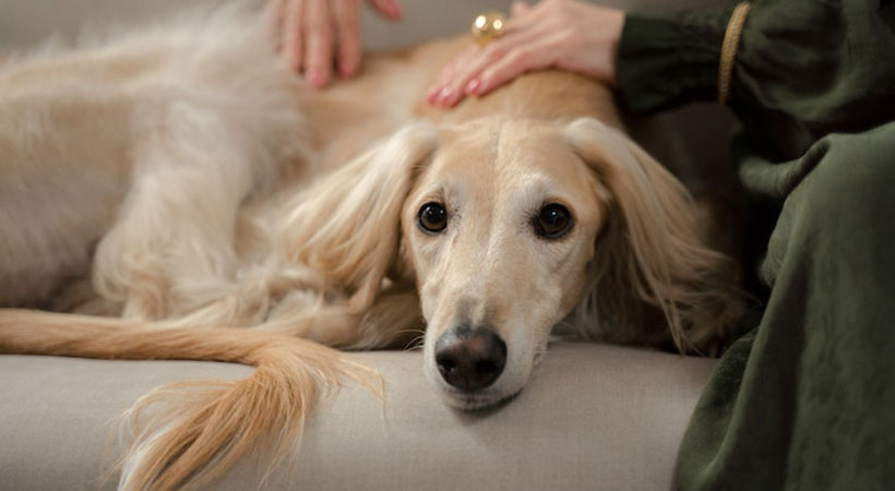 Woman stroking a golden-haired dog