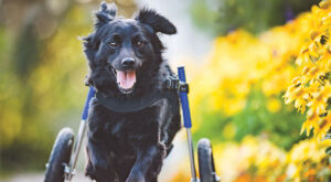 Small black dog runs in his dog wheelchair
