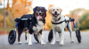Two disabled dogs on a walk in their adjustable dog wheelchairs