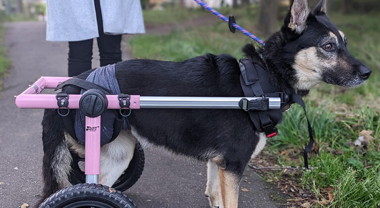 Rescue dog from War Paws gets her first wheelchair