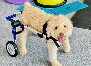 Happy dog in wheelchair during rehab therapy