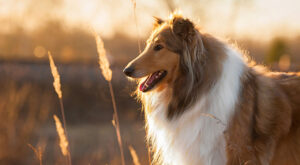 Collie dog stands in a field