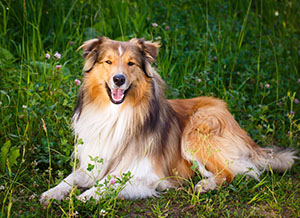 Collie lays in the grass