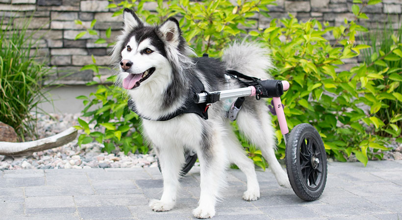 Disabled Husky in wheelchair uses Walkin' Wheels dog wheelchair
