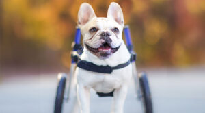French Bulldog wheelchair on a walk