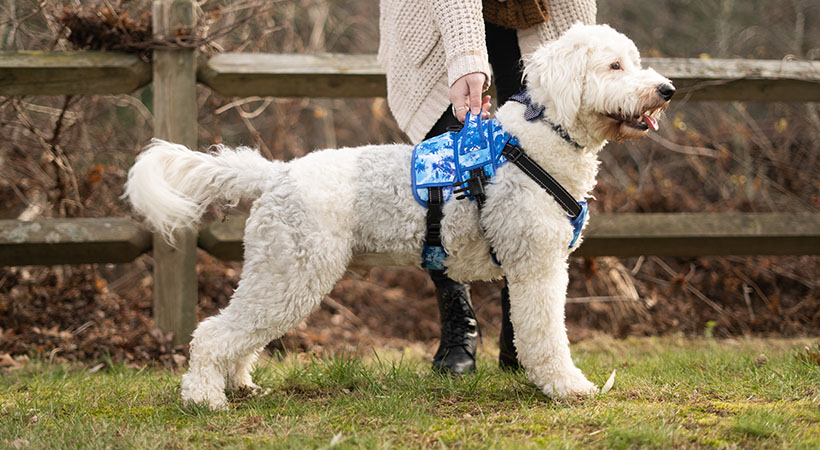 5 Signs Your Dog Needs a Lifting Harness