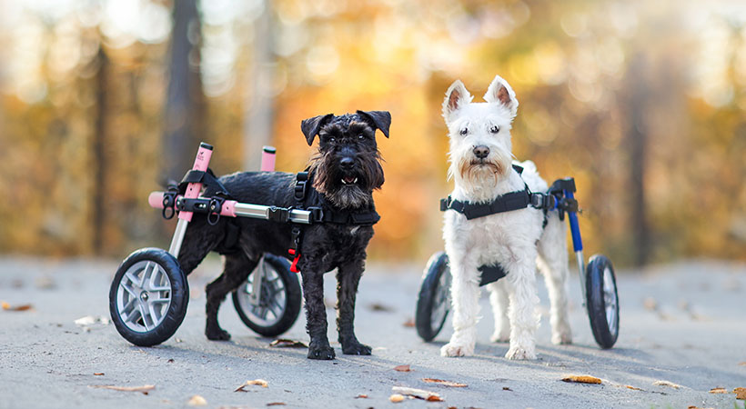 Schnauzer Health and Mobility | Walkin’ Pets
