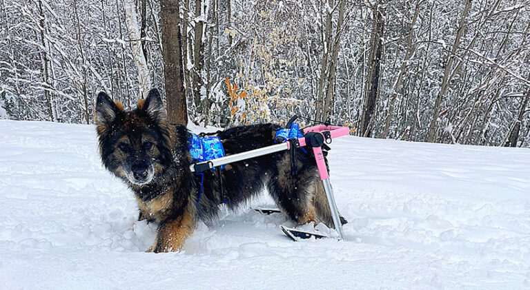 Paralyzed shepherd dog walks in snow in pink wheelchair